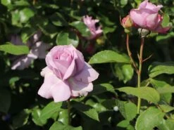 Beetrose 'Novalis' ® 29 Beetrose 'Novalis' ® -Edelrosen Geschaft beetrose novalis m052544 w 5