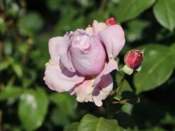 Beetrose 'Novalis' ® 24 Beetrose 'Novalis' ® -Edelrosen Geschaft beetrose novalis m052544 w 6