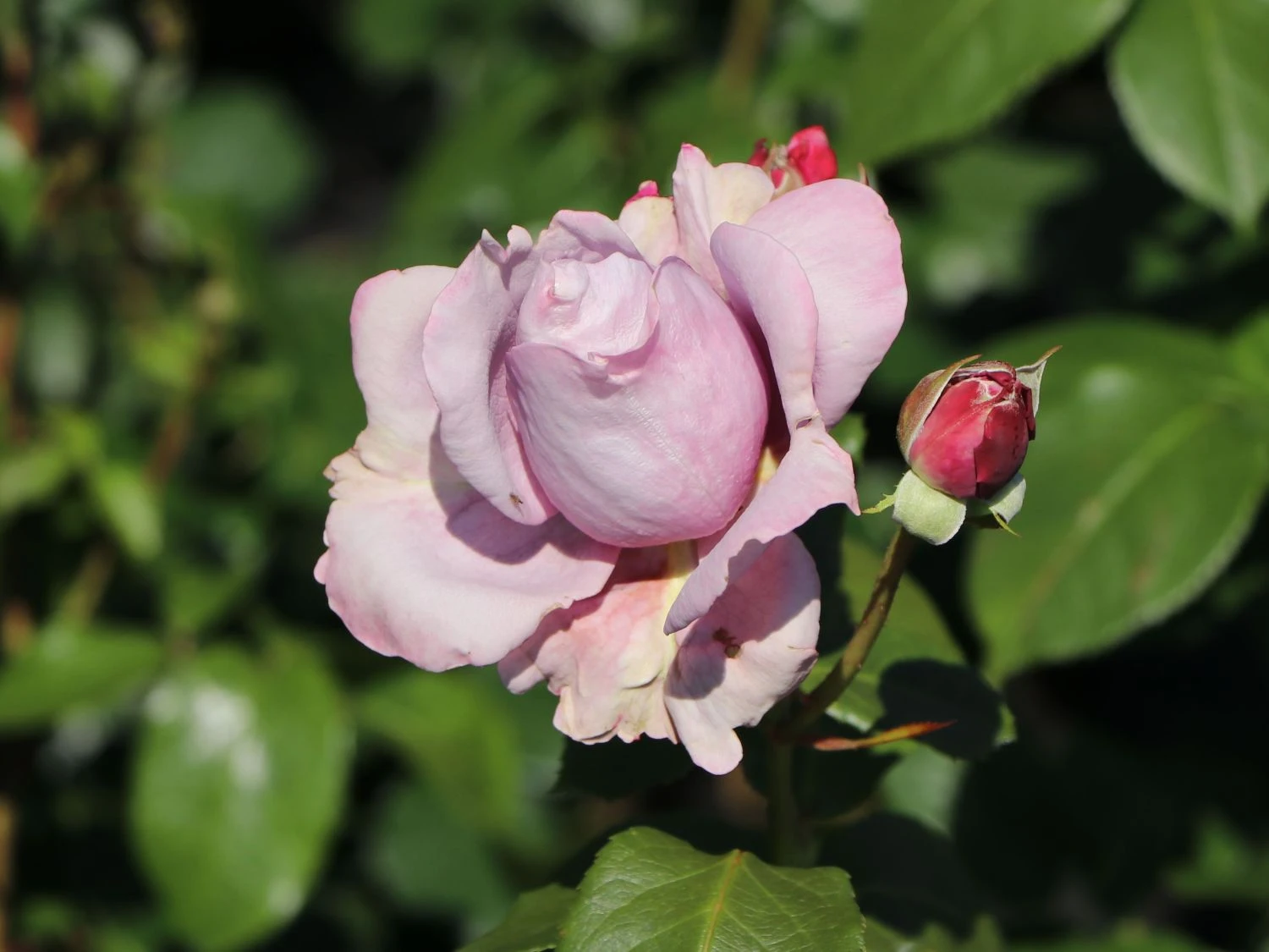 Beetrose 'Novalis' ® 5 Beetrose 'Novalis' ® – Bild 5