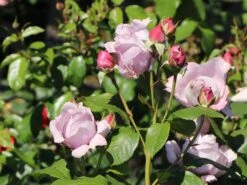 Beetrose 'Novalis' ® 22 Beetrose 'Novalis' ® -Edelrosen Geschaft beetrose novalis m052544 w 7