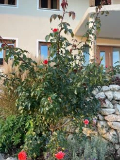 Beetrose 'Orangerie' ® 14 Beetrose 'Orangerie' ® -Edelrosen Geschaft beetrose orangerie m099319 1178147 0