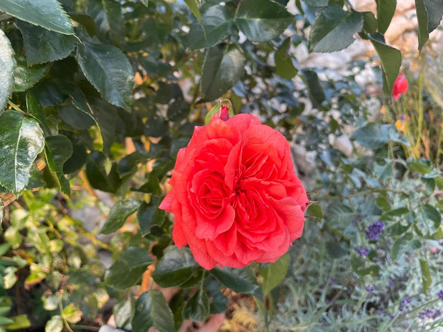 Beetrose 'Orangerie' ® 6 Beetrose 'Orangerie' ® – Bild 6