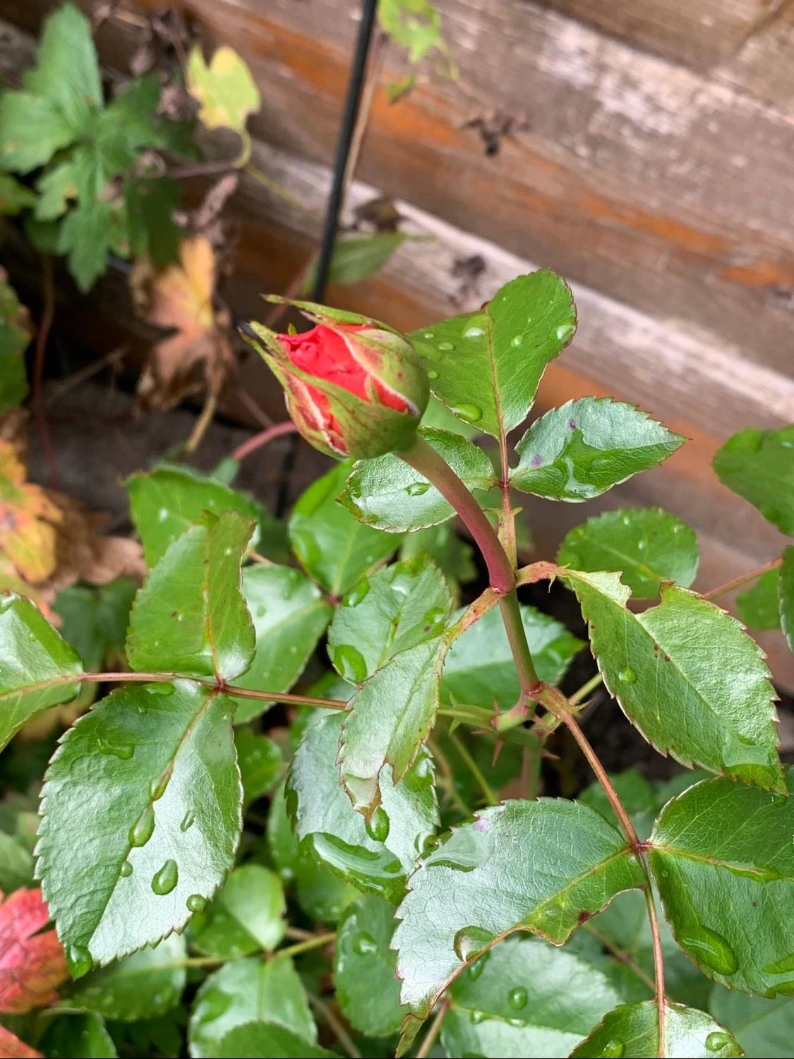 Beetrose 'Orangerie' ® 8 Beetrose 'Orangerie' ® – Bild 8