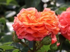 Beetrose 'Orangerie' ® 11 Beetrose 'Orangerie' ® -Edelrosen Geschaft beetrose orangerie m099319 w 0