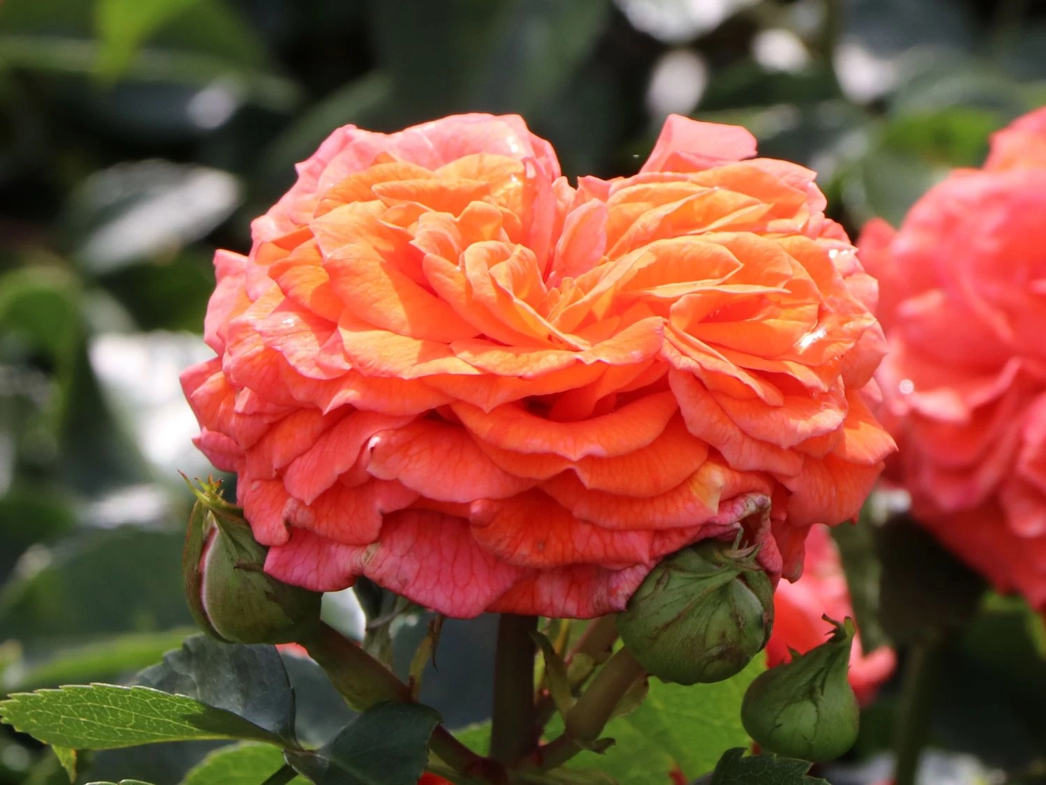 Beetrose 'Orangerie' ® 4 Beetrose 'Orangerie' ® – Bild 4