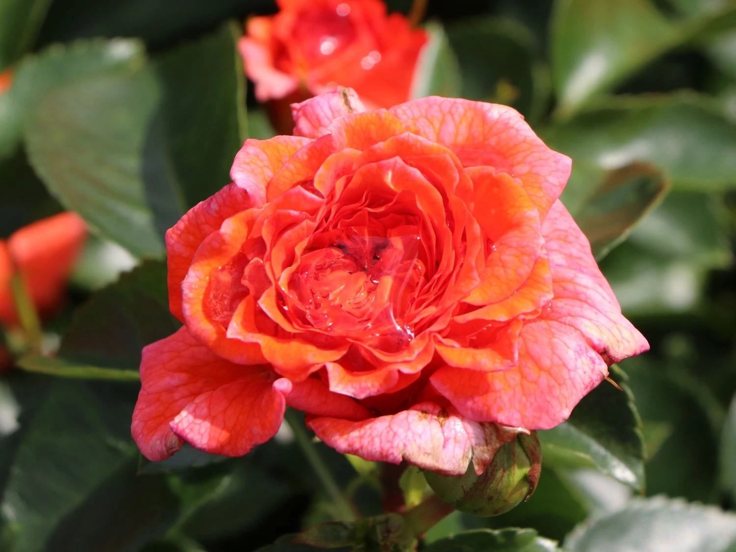 Beetrose 'Orangerie' ® 3 Beetrose 'Orangerie' ® – Bild 3