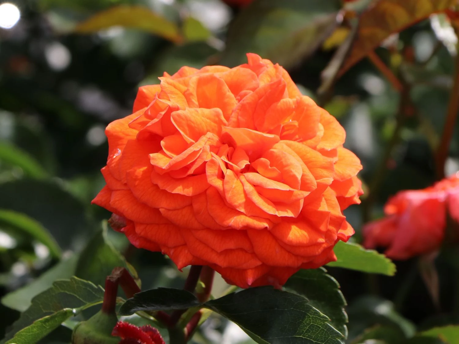 Beetrose 'Orangerie' ® 5 Beetrose 'Orangerie' ® – Bild 5