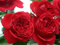 Beetrose 'Out Of Rosenheim' ® -Edelrosen Geschaft beetrose out of rosenheim m055142 w 0