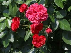 Beetrose 'Out Of Rosenheim' ® -Edelrosen Geschaft beetrose out of rosenheim m055142 w 1