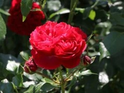 Beetrose 'Out Of Rosenheim' ® -Edelrosen Geschaft beetrose out of rosenheim m055142 w 3