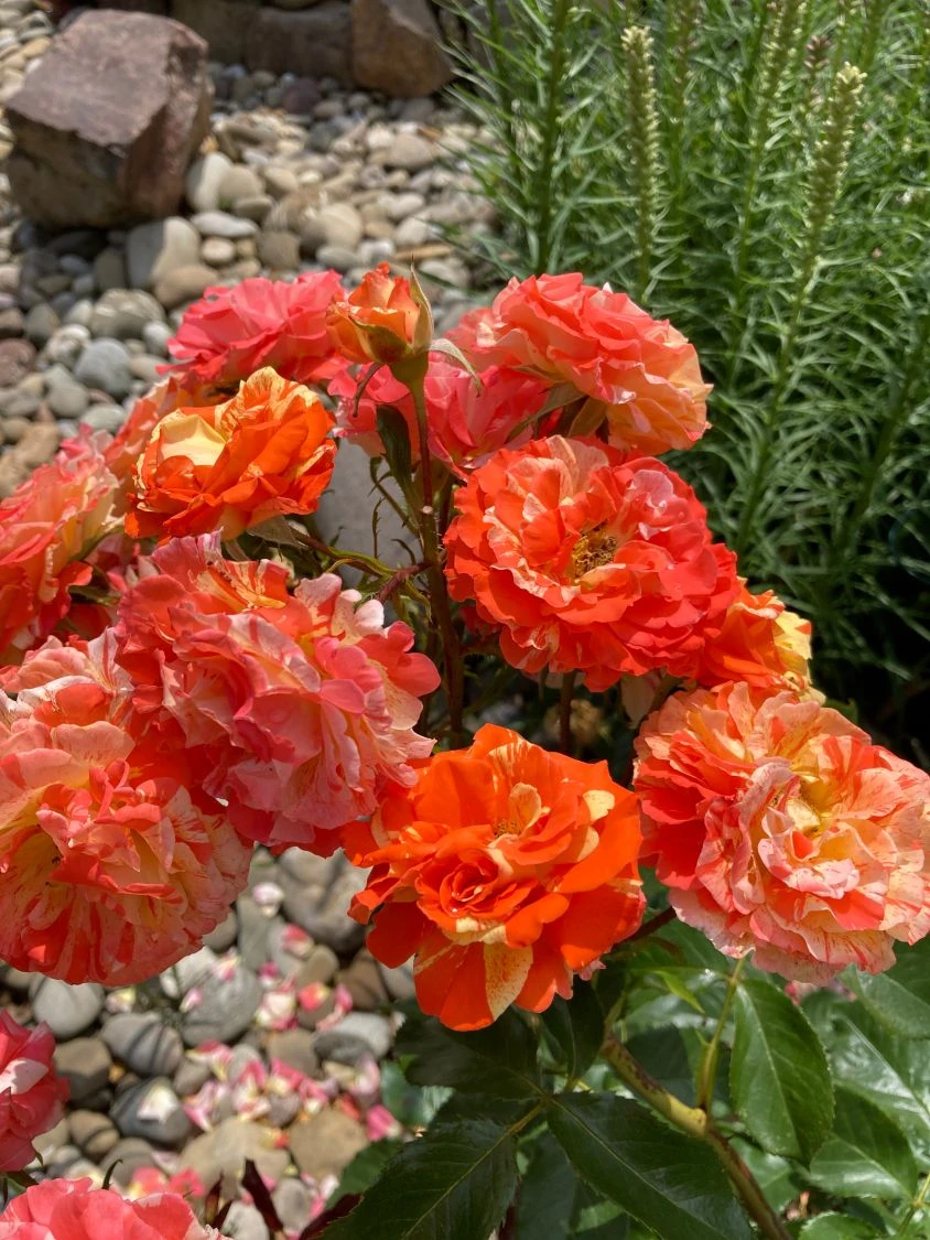 Beetrose 'Papagena' ® 11 Beetrose 'Papagena' ® – Bild 11