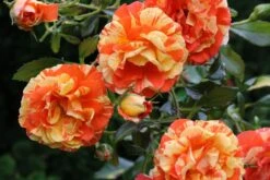 Beetrose 'Papagena' ® 23 Beetrose 'Papagena' ® -Edelrosen Geschaft beetrose papagena m002780 772888 0