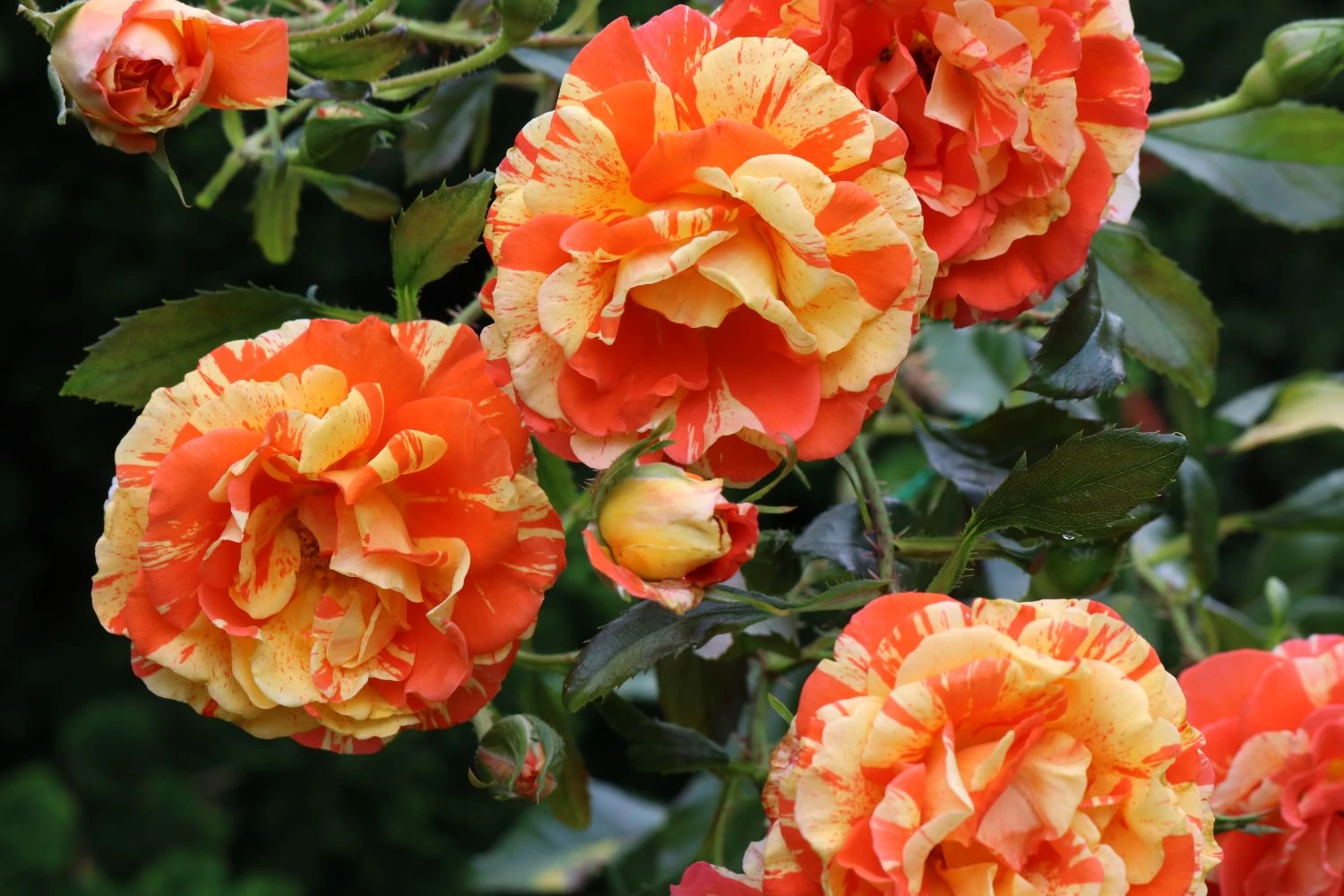 Beetrose 'Papagena' ® 12 Beetrose 'Papagena' ® – Bild 12