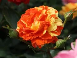 Beetrose 'Papagena' ®