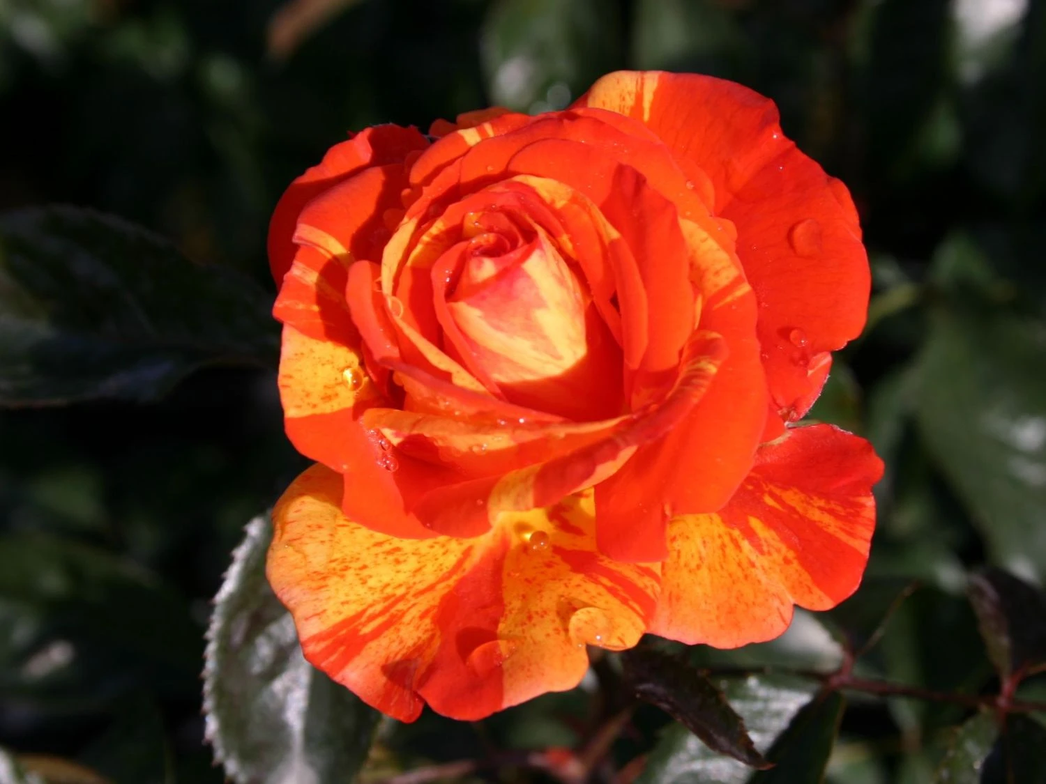 Beetrose 'Papagena' ® 4 Beetrose 'Papagena' ® – Bild 4