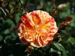 Beetrose 'Papagena' ® 16 Beetrose 'Papagena' ® -Edelrosen Geschaft beetrose papagena m002780 w 2