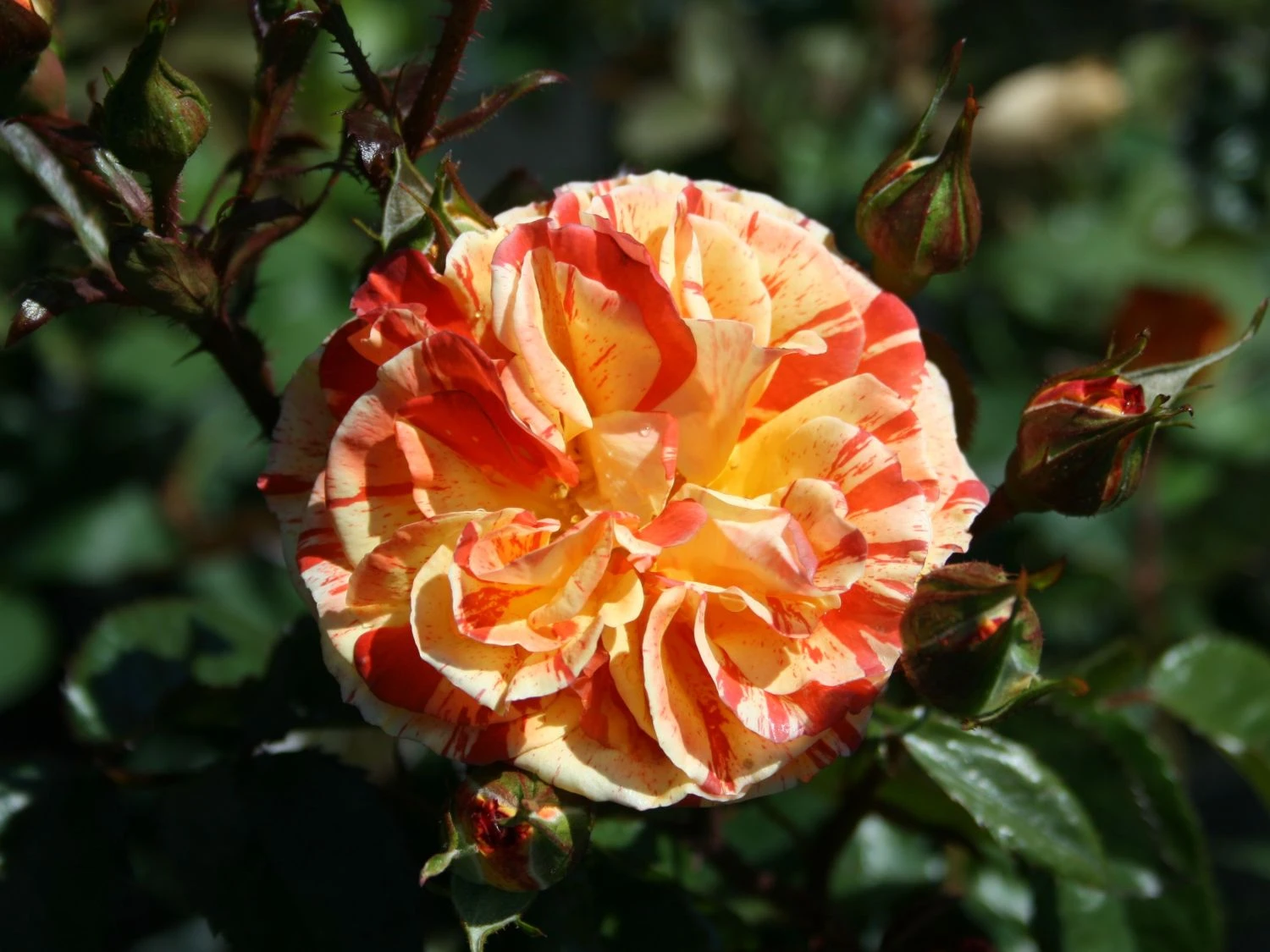 Beetrose 'Papagena' ® 5 Beetrose 'Papagena' ® – Bild 5