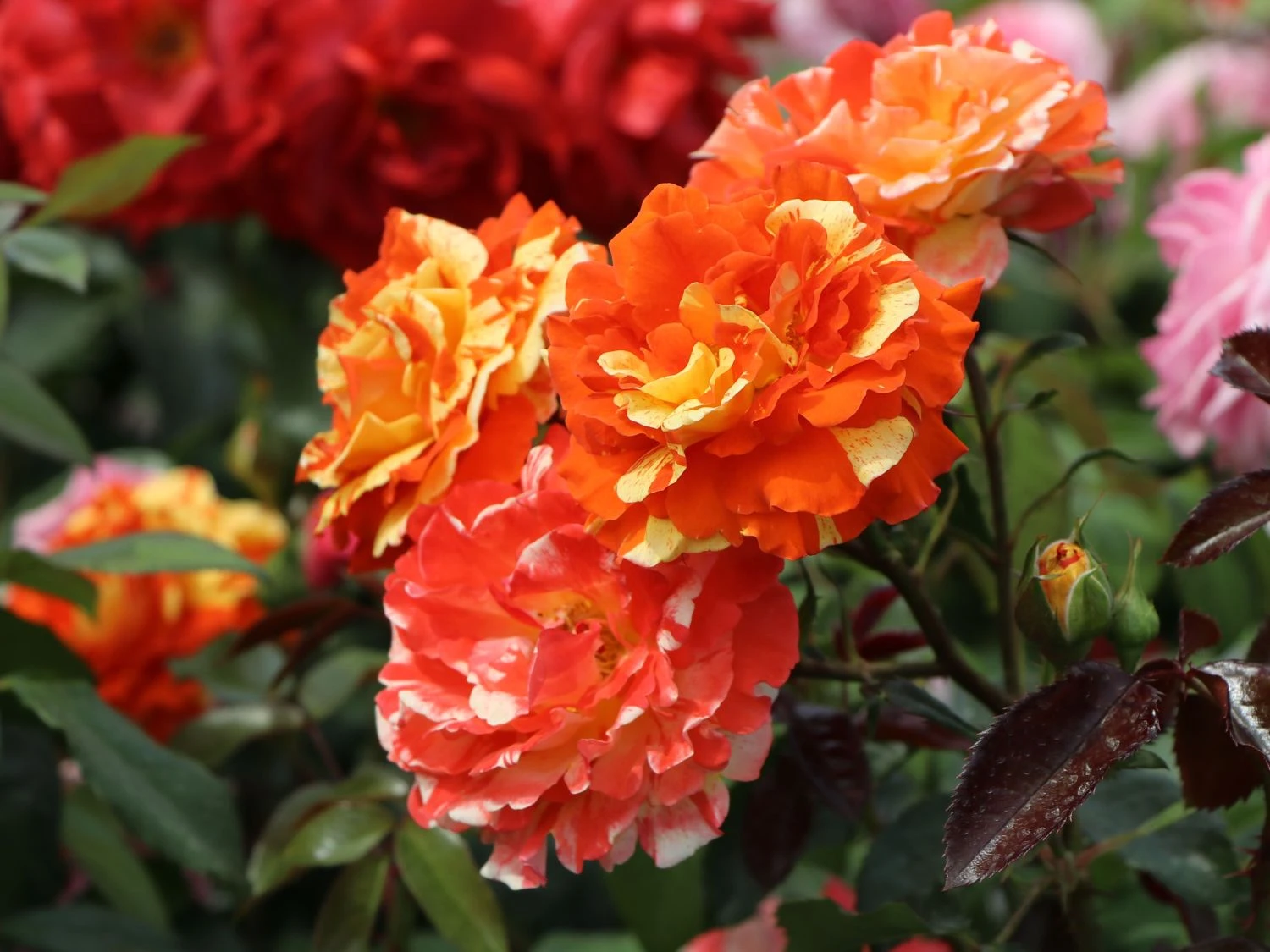 Beetrose 'Papagena' ® 3 Beetrose 'Papagena' ® – Bild 3