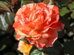 Beetrose 'Papagena' ® 20 Beetrose 'Papagena' ® -Edelrosen Geschaft beetrose papagena m002780 w 4