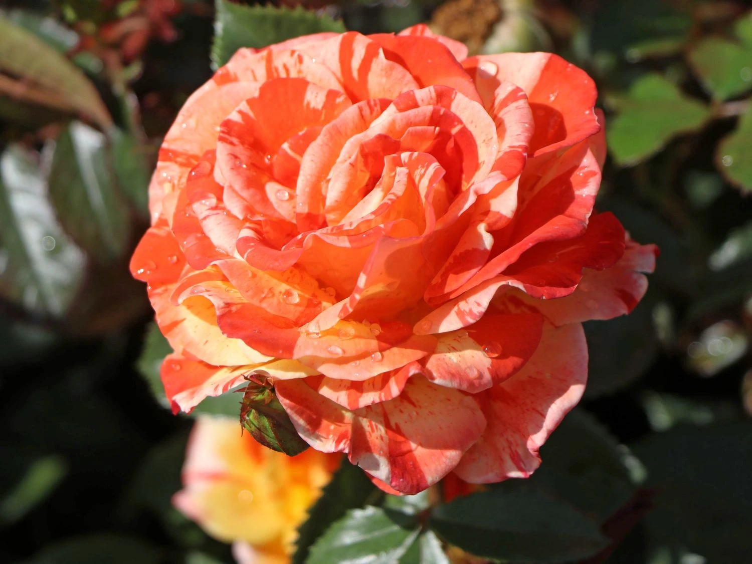 Beetrose 'Papagena' ® 9 Beetrose 'Papagena' ® – Bild 9