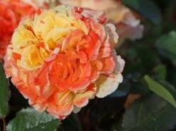 Beetrose 'Papagena' ® 18 Beetrose 'Papagena' ® -Edelrosen Geschaft beetrose papagena m002780 w 5