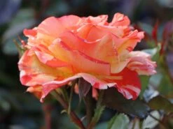 Beetrose 'Papagena' ® 17 Beetrose 'Papagena' ® -Edelrosen Geschaft beetrose papagena m002780 w 6