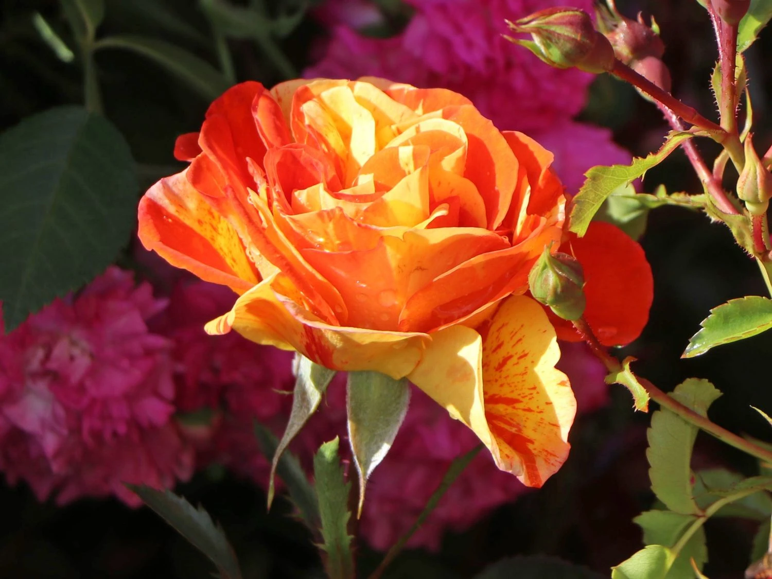 Beetrose 'Papagena' ® 8 Beetrose 'Papagena' ® – Bild 8