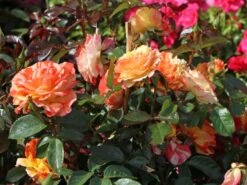 Beetrose 'Papagena' ® 21 Beetrose 'Papagena' ® -Edelrosen Geschaft beetrose papagena m002780 w 8