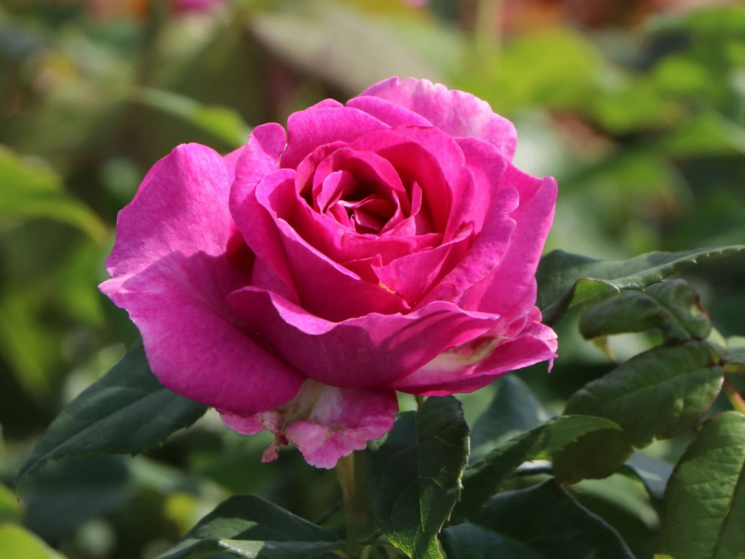 Beetrose Parfuma ® 'Carmen Würth' 1 Beetrose Parfuma ® 'Carmen Würth'