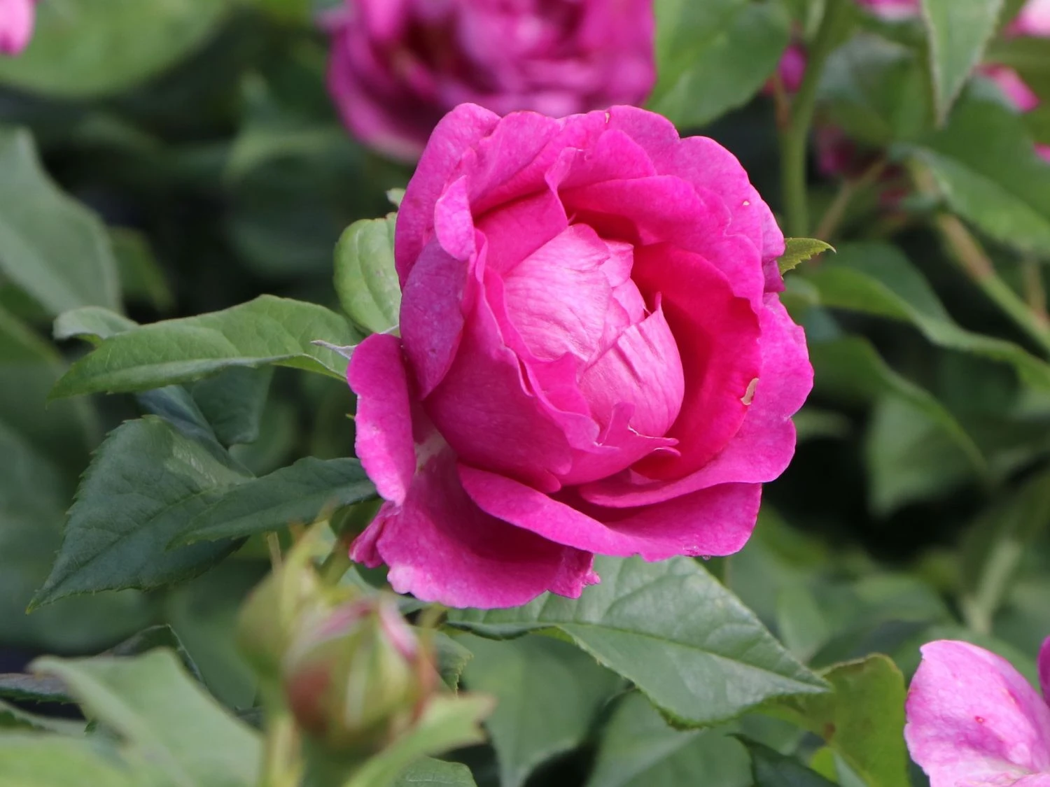 Beetrose Parfuma ® 'Carmen Würth' 5 Beetrose Parfuma ® 'Carmen Würth' – Bild 5