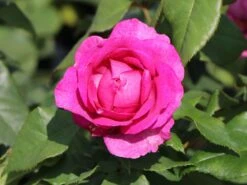 Beetrose Parfuma ® 'Carmen Würth' 8 Beetrose Parfuma ® 'Carmen Würth' -Edelrosen Geschaft beetrose parfuma carmen wuerth m113594 w 0