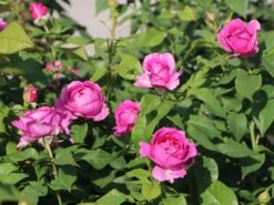 Beetrose Parfuma ® 'Carmen Würth' 9 Beetrose Parfuma ® 'Carmen Würth' -Edelrosen Geschaft beetrose parfuma carmen wuerth m113594 w 1 1