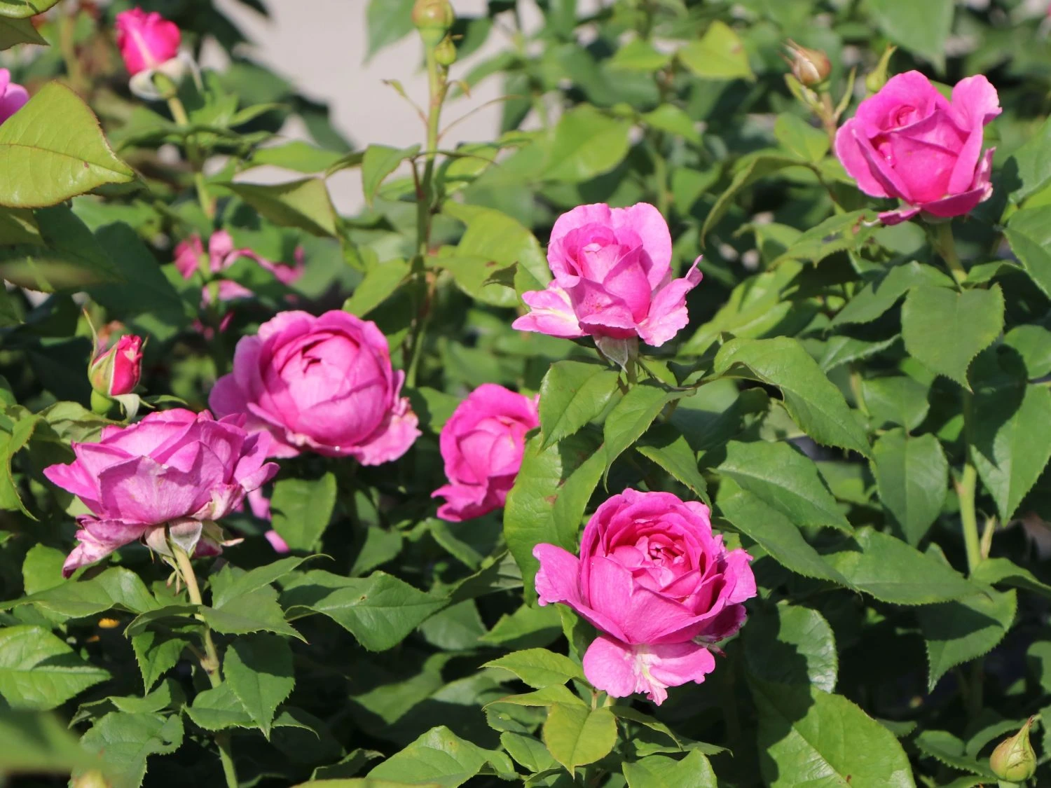 Beetrose Parfuma ® 'Carmen Würth' 4 Beetrose Parfuma ® 'Carmen Würth' – Bild 4