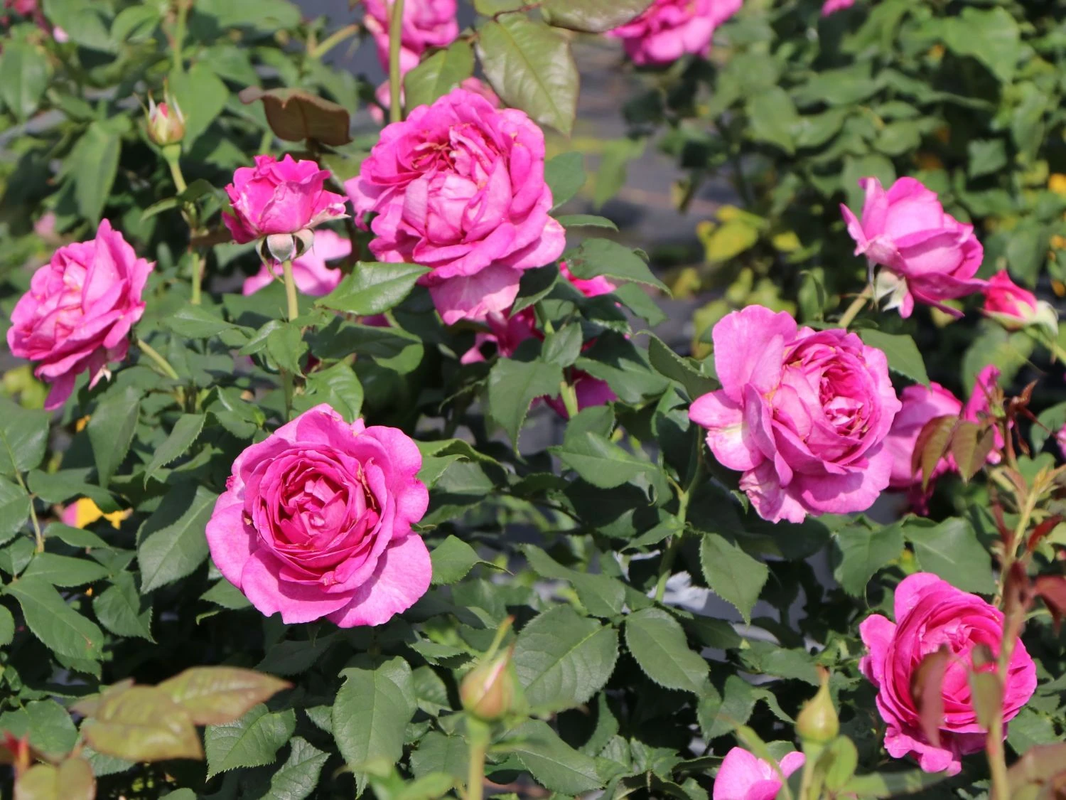 Beetrose Parfuma ® 'Carmen Würth' 2 Beetrose Parfuma ® 'Carmen Würth' – Bild 2