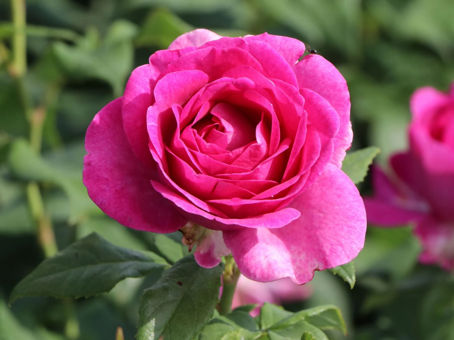 Beetrose Parfuma ® 'Carmen Würth' 6 Beetrose Parfuma ® 'Carmen Würth' – Bild 6