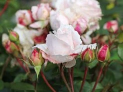 Ausgewählte Produkte -Edelrosen Geschaft beetrose parfuma constanze mozart m056558 w 0