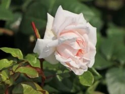 Beetrose Parfuma® 'Constanze Mozart' ® -Edelrosen Geschaft beetrose parfuma constanze mozart m056558 w 1