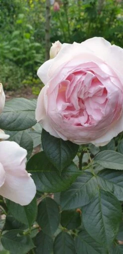 Beetrose Parfuma ® 'Herzogin Christiana' ® Kordes' Rose -Edelrosen Geschaft beetrose parfuma herzogin christiana kordes rose m099180 193676 0