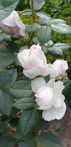 Beetrose Parfuma ® 'Herzogin Christiana' ® Kordes' Rose -Edelrosen Geschaft beetrose parfuma herzogin christiana kordes rose m099180 193676 1