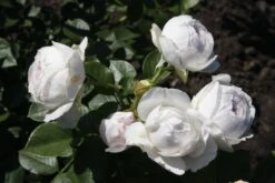 Beetrose Parfuma ® 'Herzogin Christiana' ® Kordes' Rose -Edelrosen Geschaft beetrose parfuma herzogin christiana kordes rose m099180 676881 0