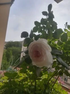 Beetrose Parfuma ® 'Herzogin Christiana' ® Kordes' Rose -Edelrosen Geschaft beetrose parfuma herzogin christiana kordes rose m099180 736190 0