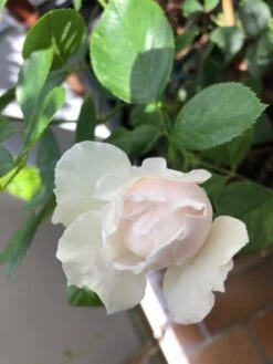 Beetrose Parfuma ® 'Herzogin Christiana' ® Kordes' Rose -Edelrosen Geschaft beetrose parfuma herzogin christiana kordes rose m099180 955988 0