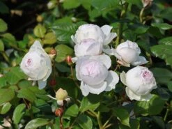 Beetrose Parfuma ® 'Herzogin Christiana' ® Kordes' Rose -Edelrosen Geschaft beetrose parfuma herzogin christiana kordes rose m099180 w 0