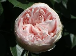 Beetrose Parfuma ® 'Herzogin Christiana' ® Kordes' Rose -Edelrosen Geschaft beetrose parfuma herzogin christiana kordes rose m099180 w 1