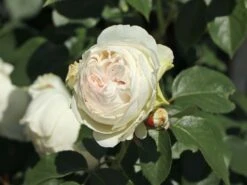 Beetrose Parfuma ® 'Herzogin Christiana' ® Kordes' Rose -Edelrosen Geschaft beetrose parfuma herzogin christiana kordes rose m099180 w 10