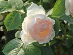 Beetrose Parfuma ® 'Herzogin Christiana' ® Kordes' Rose -Edelrosen Geschaft beetrose parfuma herzogin christiana kordes rose m099180 w 3