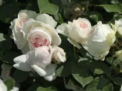 Beetrose Parfuma ® 'Herzogin Christiana' ® Kordes' Rose -Edelrosen Geschaft beetrose parfuma herzogin christiana kordes rose m099180 w 5