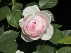 Beetrose Parfuma ® 'Herzogin Christiana' ® Kordes' Rose -Edelrosen Geschaft beetrose parfuma herzogin christiana kordes rose m099180 w 6