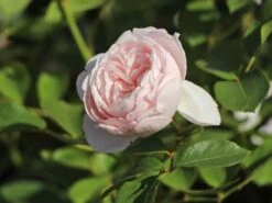 Beetrose Parfuma ® 'Herzogin Christiana' ® Kordes' Rose -Edelrosen Geschaft beetrose parfuma herzogin christiana kordes rose m099180 w 7