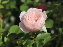 Beetrose Parfuma ® 'Herzogin Christiana' ® Kordes' Rose -Edelrosen Geschaft beetrose parfuma herzogin christiana kordes rose m099180 w 8